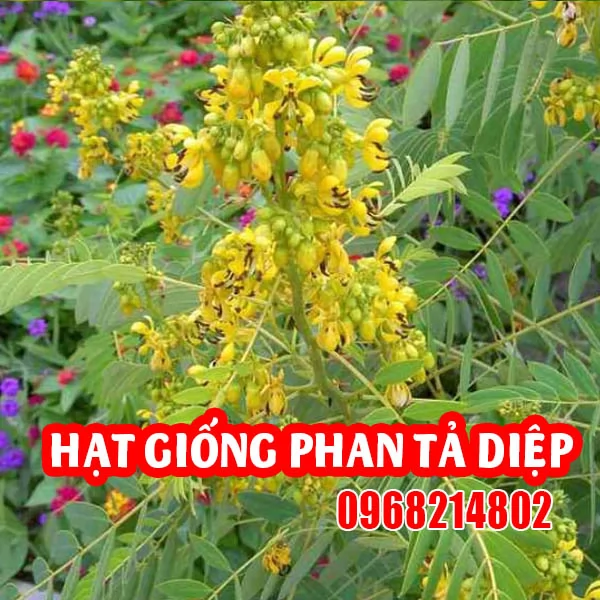 Hạt Giống Phan Tả Diệp: Hướng Dẫn Trồng Và Chăm Sóc Hiệu Quả