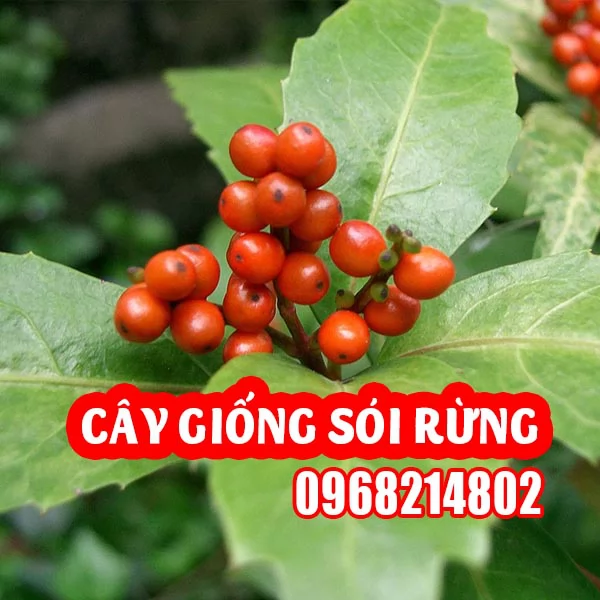 Cây Sói Rừng Thảo Dược Quý Hỗ Trợ Điều Trị Ung Thư Đau Nhức Xương Khớp