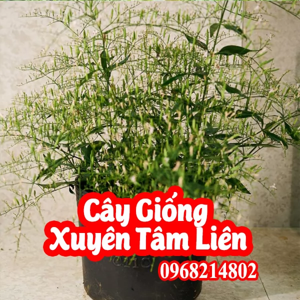 Mua Hạt Giống Xuyên Tâm liên Ở đâu  là tốt nhất