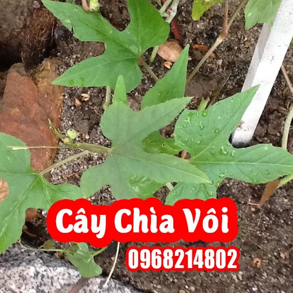 CÂY CHÌA VÔI – GIỐNG CÂY DƯỢC LIỆU QUÝ CHO SỨC KHỎE