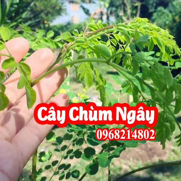 Cây Giống Chùm Ngây - Sức Khỏe Từ Thiên Nhiên