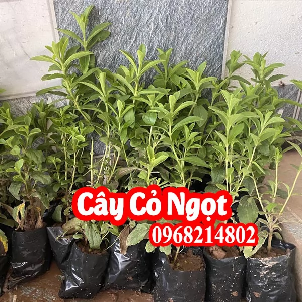 Mua Cây Giống Cỏ Ngọt Ở Đâu Và Bao Nhiều Tiền