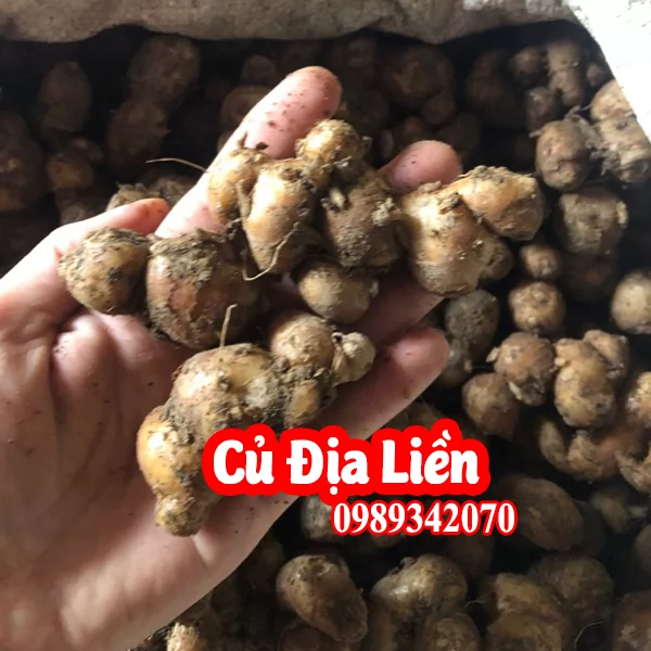 Mua Củ Giống Địa Liền Ở Đâu - Vị Thuốc Quý Từ Thiên Nhiên