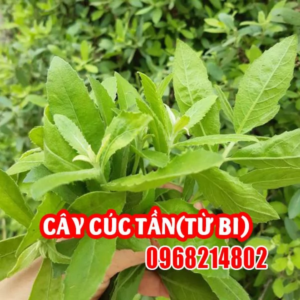 Cây Cúc Tần (Pluchea indica) – Đặc điểm, Công dụng và Cách dùng trong Y học cổ truyền Việt Nam