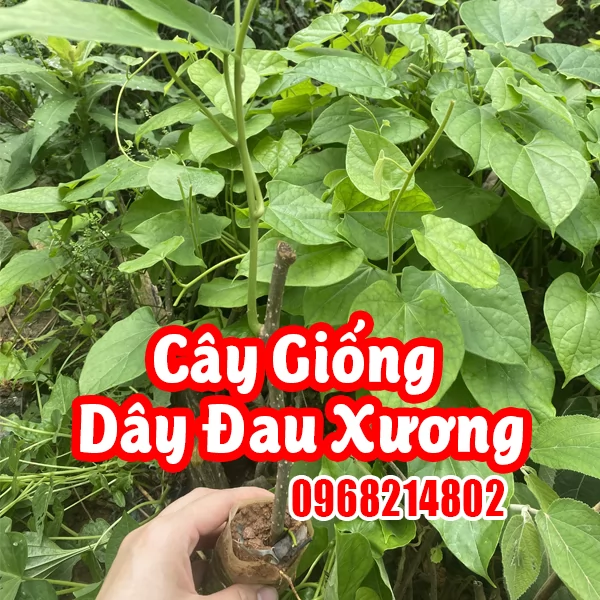 Cây Dây Đau Xương - Thảo Dược Quý Cho Xương Khớp