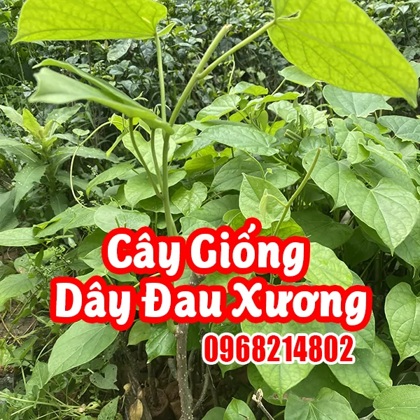 Cây Dây Đau Xương - Thảo Dược Quý Cho Xương Khớp