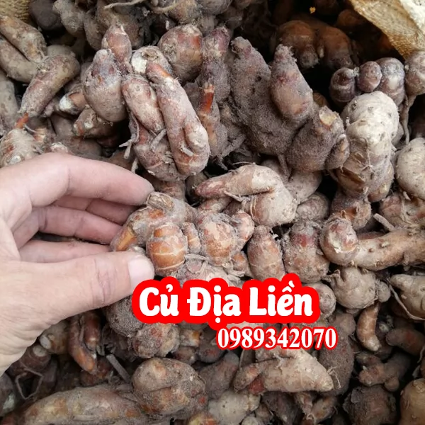 Mua Củ Giống Địa Liền Ở Đâu - Vị Thuốc Quý Từ Thiên Nhiên