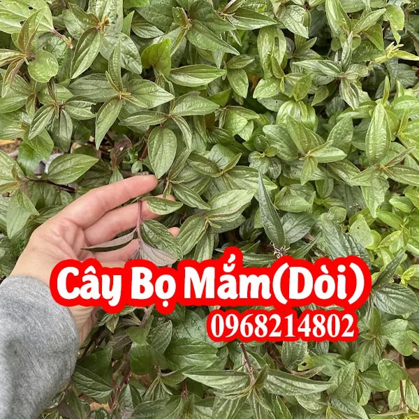 Cây Giống Bọ Mắm (Dòi Thân Tím) Mua Ở Đâu Và Bao Nhiêu Tiền