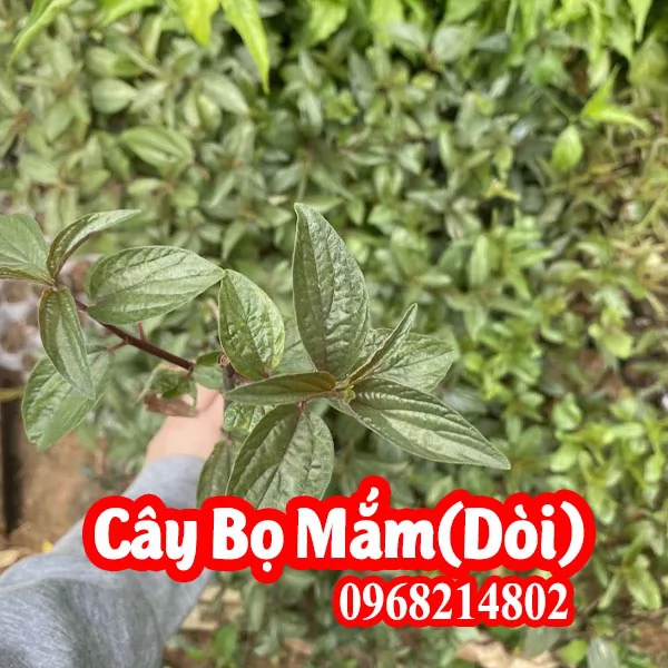 Cây Giống Bọ Mắm (Dòi Thân Tím) Mua Ở Đâu Và Bao Nhiêu Tiền