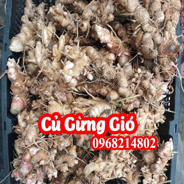 Mua cây(củ) gừng gió ở đâu và bao nhiêu tiền 1kg