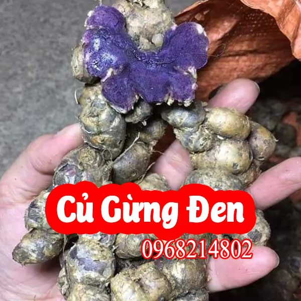 Mua Củ Giống Củ Gừng Đen Ở Đâu Và Bao Nhiêu Tiền 1kg