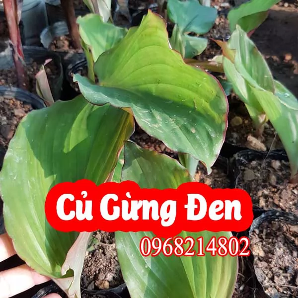 Mua Củ Giống Củ Gừng Đen Ở Đâu Và Bao Nhiêu Tiền 1kg