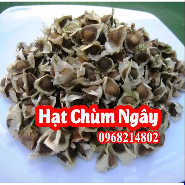 Cây Giống Chùm Ngây - Sức Khỏe Từ Thiên Nhiên