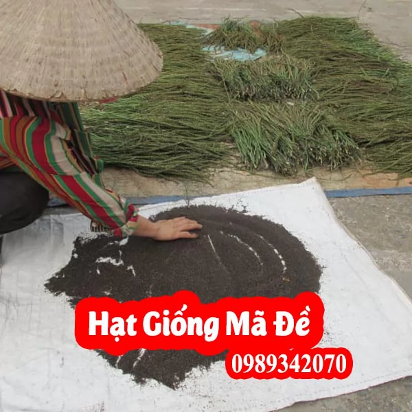 Cây Mã Đề: Công Dụng, Cách Trồng và Lưu Ý Khi Sử Dụng