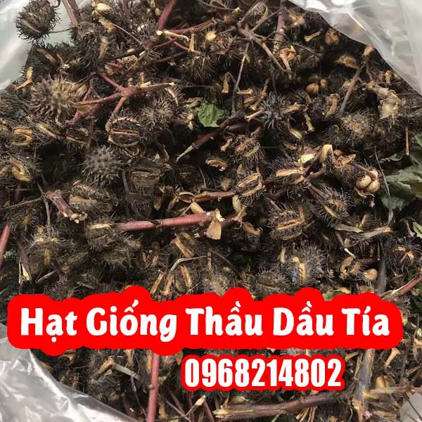 Hướng Dẫn Hạt Giống Cây Thầu Dầu Tía Và Công Dụng