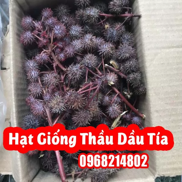 Hướng Dẫn Hạt Giống Cây Thầu Dầu Tía Và Công Dụng