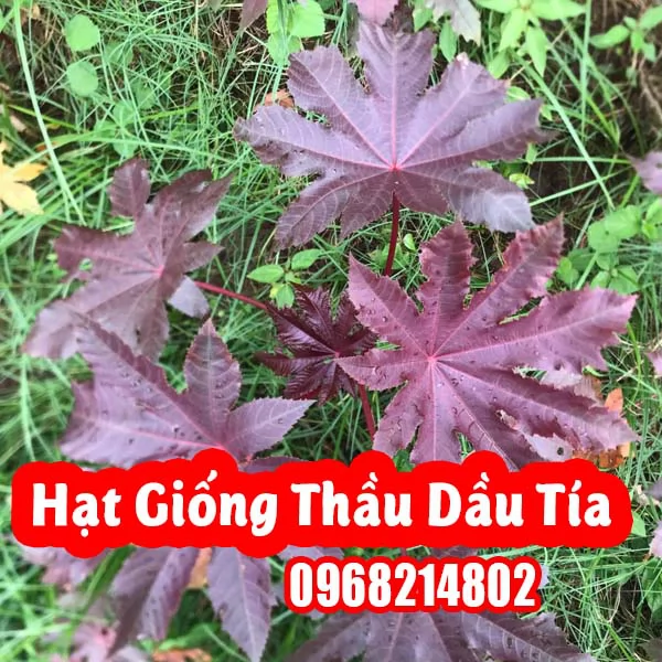 Hướng Dẫn Hạt Giống Cây Thầu Dầu Tía Và Công Dụng