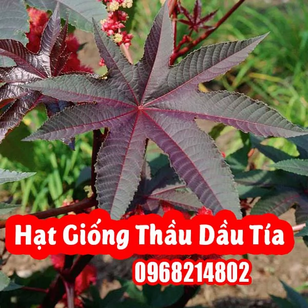 Hướng Dẫn Hạt Giống Cây Thầu Dầu Tía Và Công Dụng