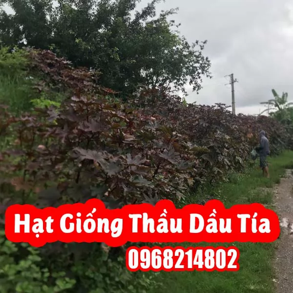 Hướng Dẫn Hạt Giống Cây Thầu Dầu Tía Và Công Dụng