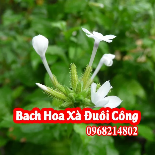 Cây Giống Bạch Hoa Xà Đuôi Công - Vị Thuốc Quý Từ Thiên Nhiên