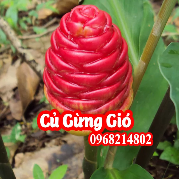 Mua cây(củ) gừng gió ở đâu và bao nhiêu tiền 1kg