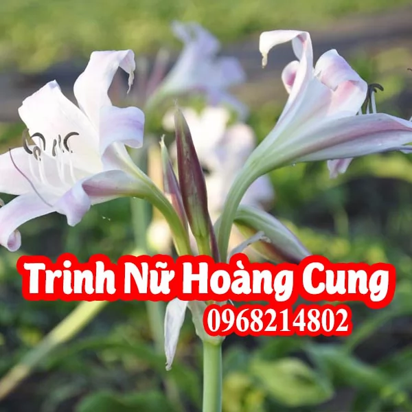 Mua cây trinh nữ hoàng cung và bao nhiêu tiền 1 củ giống