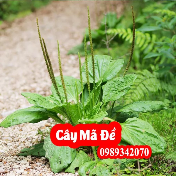 Cây Mã Đề: Công Dụng, Cách Trồng và Lưu Ý Khi Sử Dụng