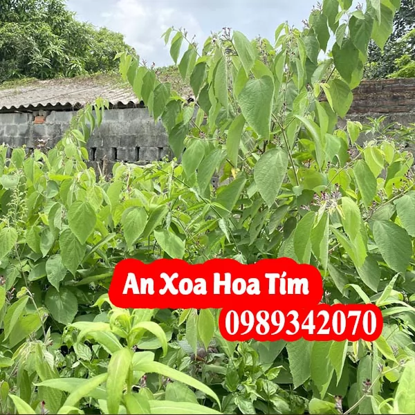 Mua Cây Giống An Xoa Ở Đâu Và Bao Nhiêu Tiền 1 Cây Giống