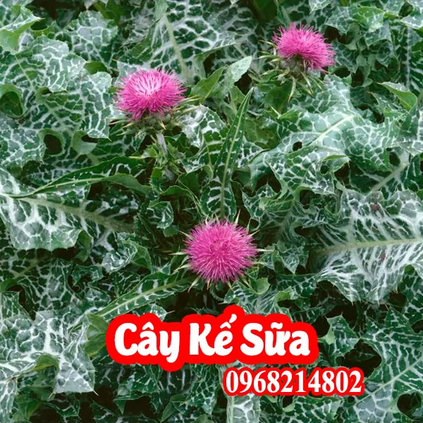Hạt Giống Kế Sữa Mua Ở Đâu Và Bao Nhiêu Tiền