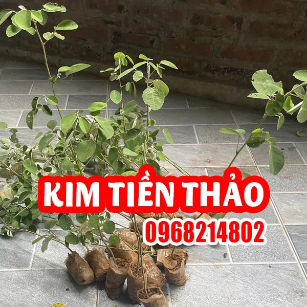 Cây Giống Kim Tiền Thảo - 