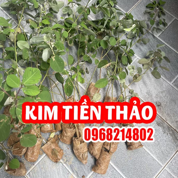 Cây Giống Kim Tiền Thảo - 