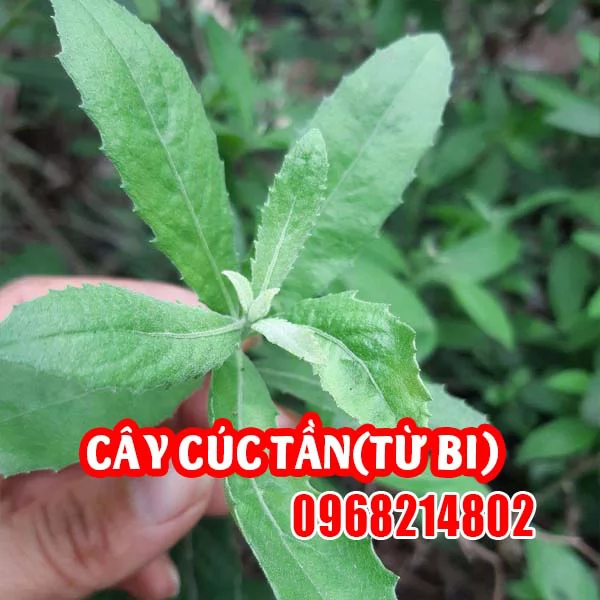Cây Cúc Tần (Pluchea indica) – Đặc điểm, Công dụng và Cách dùng trong Y học cổ truyền Việt Nam