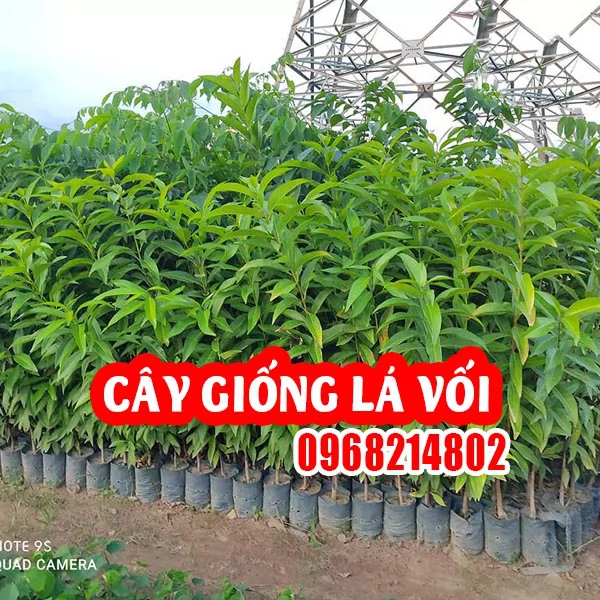 CÂY GIỐNG LÁ VỐI – TRỒNG DỄ, NHIỀU CÔNG DỤNG, GIÁ TRỊ KINH TẾ CAO