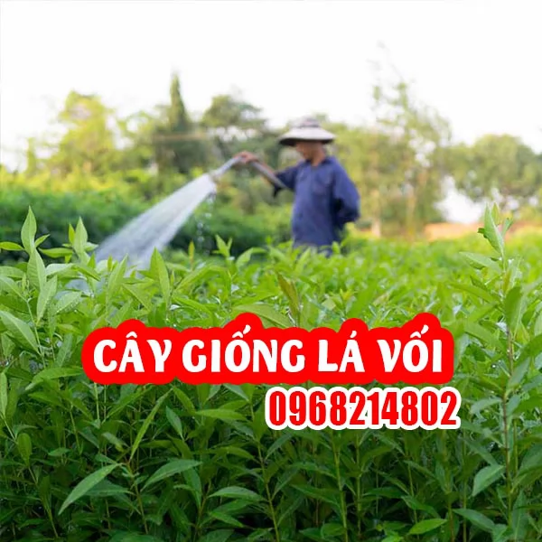 CÂY GIỐNG LÁ VỐI – TRỒNG DỄ, NHIỀU CÔNG DỤNG, GIÁ TRỊ KINH TẾ CAO