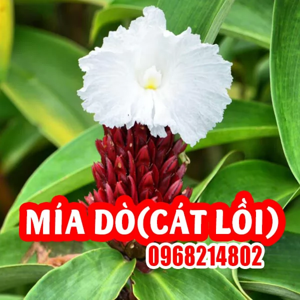 Cây Giống Mía Dò (Cát Lồi) Và Hướng Dẫn Chăm Sóc Cây Mia Dò