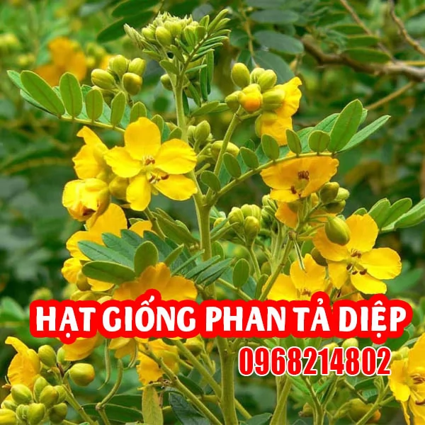 Hạt Giống Phan Tả Diệp: Hướng Dẫn Trồng Và Chăm Sóc Hiệu Quả