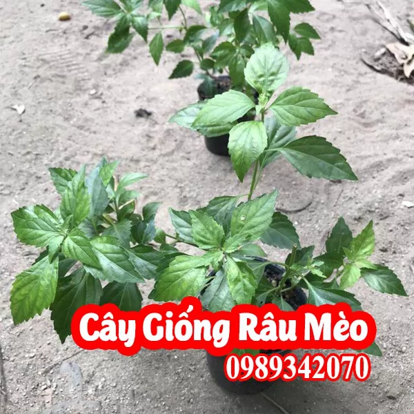 Mua Cây Giống Râu Mèo - Vị Thuốc Quý Từ Thiên Nhiên