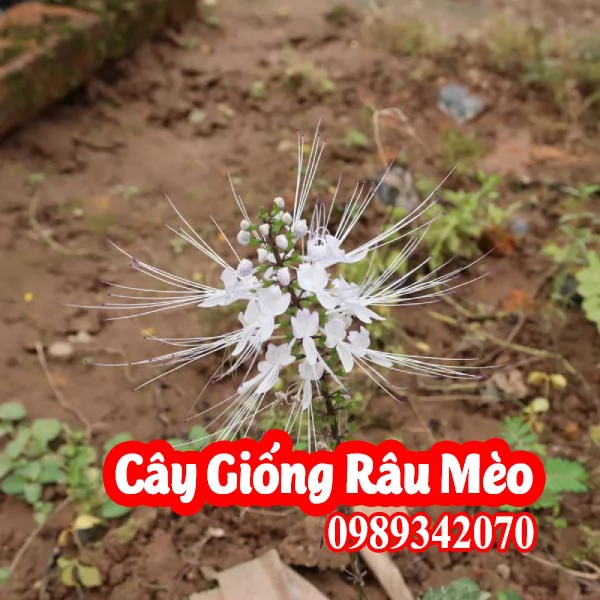Mua Cây Giống Râu Mèo - Vị Thuốc Quý Từ Thiên Nhiên