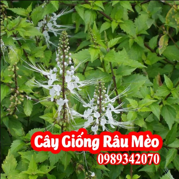 Mua Cây Giống Râu Mèo - Vị Thuốc Quý Từ Thiên Nhiên
