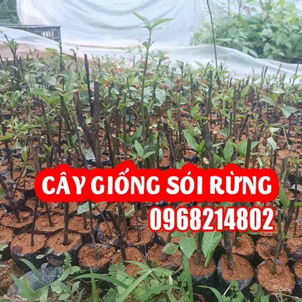 Cây Sói Rừng Thảo Dược Quý Hỗ Trợ Điều Trị Ung Thư Đau Nhức Xương Khớp