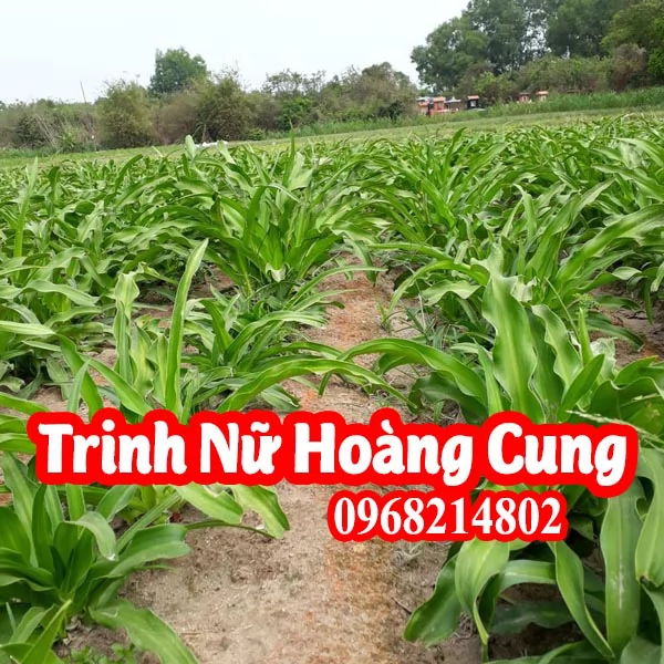 Mua cây trinh nữ hoàng cung và bao nhiêu tiền 1 củ giống