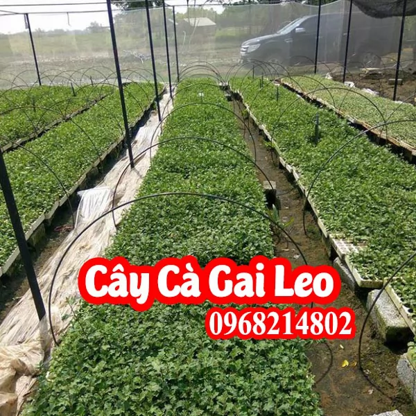 Mua Hạt Giống Cà Gai Leo Ở Đâu Và Bao Nhiêu Tiền