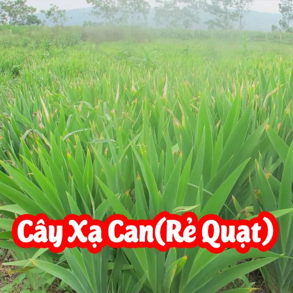 Mua Cây Giống Xạ Can(Cây Rẻ Quạt) Ở Đâu Và Bao Nhiêu Tiền