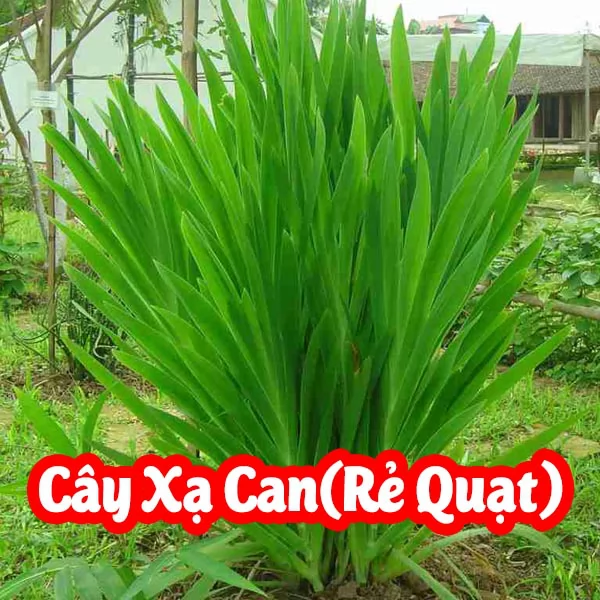 Mua Cây Giống Xạ Can(Cây Rẻ Quạt) Ở Đâu Và Bao Nhiêu Tiền