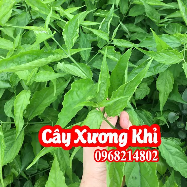 Mua Cây Xương Khỉ Ở Đâu Và Bao Nhiêu Tiền