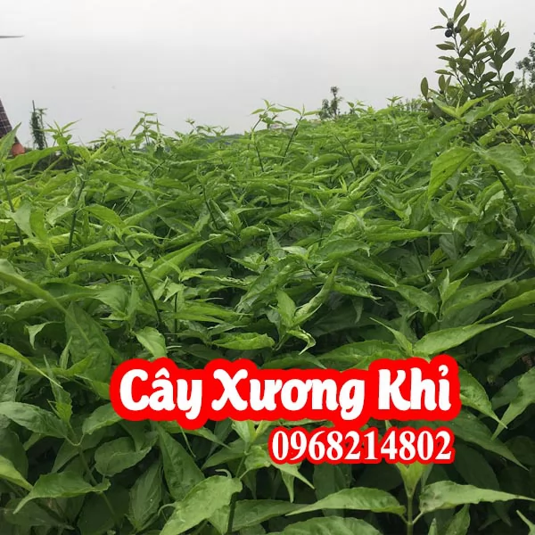 Mua Cây Xương Khỉ Ở Đâu Và Bao Nhiêu Tiền