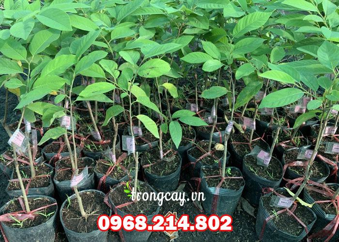 Cây Giống Na Đài Loan