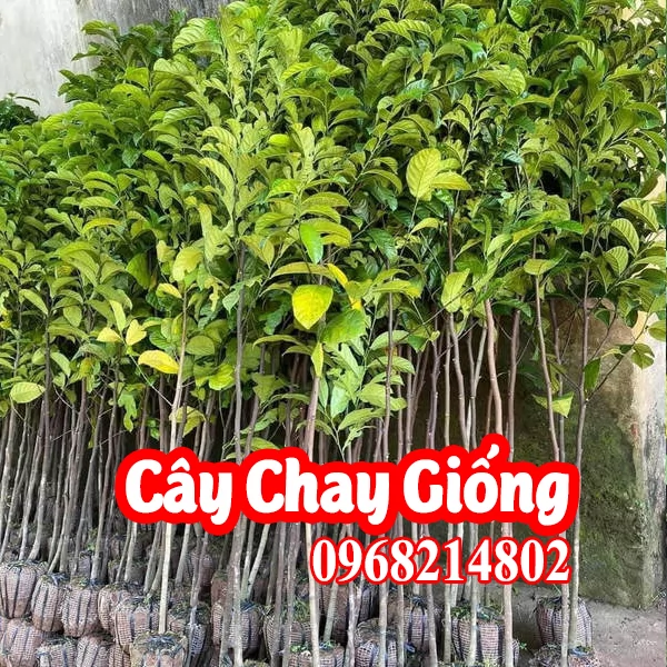 Mua Giống Cây Chay Ruột Đỏ Ở Đâu Và Bao Nhiêu Tiền