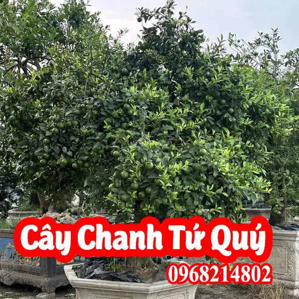 Nơi Bán Cây Giống Chanh Bốn Mùa, cây giống chanh Tứ Quý  ở đâu 