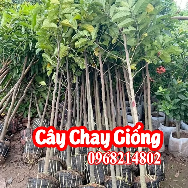 Mua Giống Cây Chay Ruột Đỏ Ở Đâu Và Bao Nhiêu Tiền